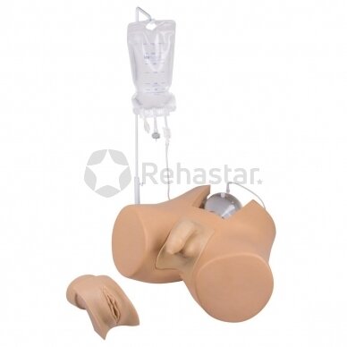 Catheterization simulator with male and female genital inserts